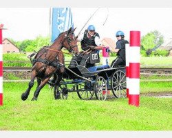 horse Albführen's Poesie (Württemberger, 2000, from Plaisir d'Amour)