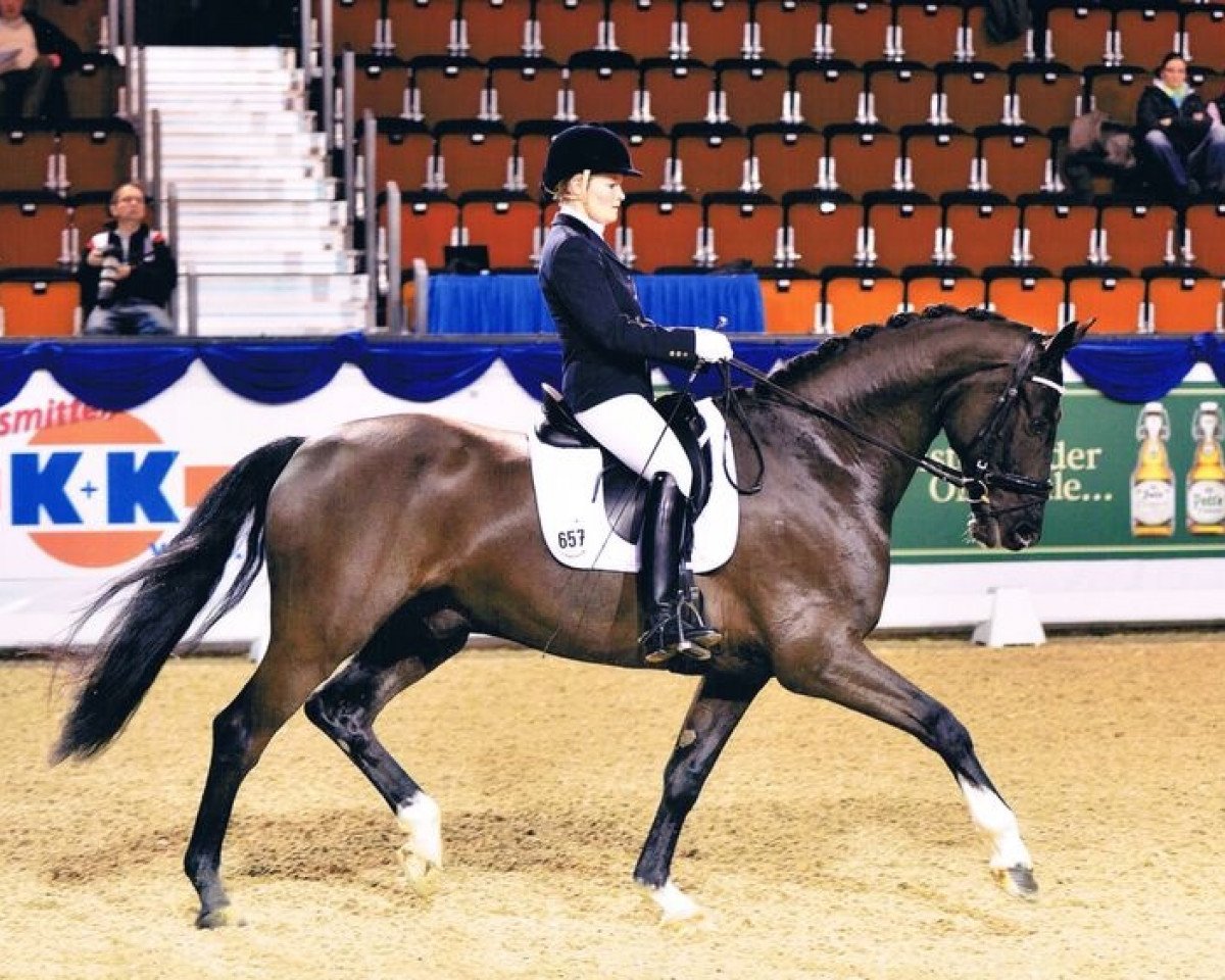 Dressurpferd Damon S (Westfale, 2008, von Del Cento)