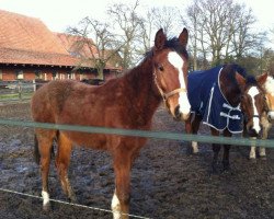 broodmare Elle de la Bryère (Holsteiner, 2012, from Legolas)