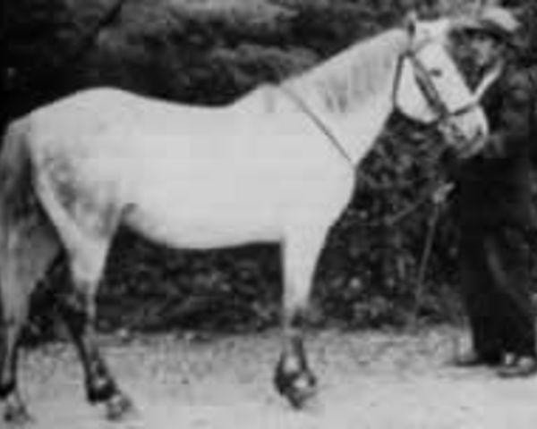 Deckhengst Silver Pearl (Connemara-Pony, 1931, von John Quirke)