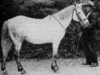 Deckhengst Silver Pearl (Connemara-Pony, 1931, von John Quirke)