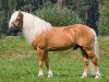 stallion Aquavit (Haflinger, 2000, from Aquarin)