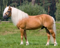 stallion Aquavit (Haflinger, 2000, from Aquarin)