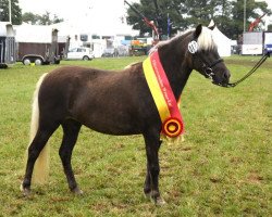 Zuchtstute Eichenwall Julia (Deutsches Classic Pony, 2009, von Jasper)