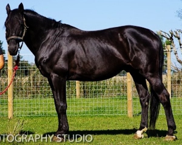 stallion Faust (Trakehner, 1996, from Sponeck)