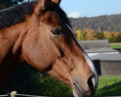 broodmare Relevanz (Saxony-Anhaltiner, 2000, from Rubinstern Noir)