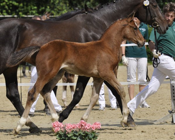 dressage horse Dagombas Girl (Rhinelander, 2012, from Dagomba)