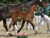 dressage horse Dagombas Girl (Rhinelander, 2012, from Dagomba)