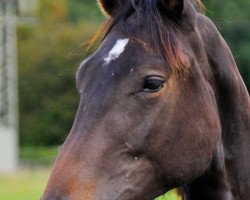 horse Satchmos Surprise (Rhinelander, 2010, from Sir Satchmo)