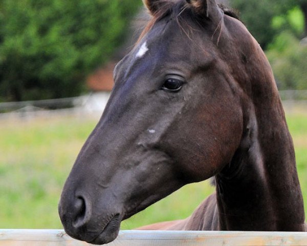 horse Sir Maverick 3 (Rhinelander, 2010, from Sir Satchmo)