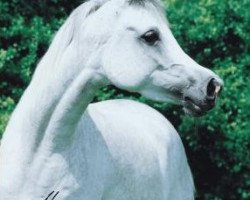 broodmare Shadwanah EAO (Arabian thoroughbred, 1997, from Classic Shadwan 1992 ox)