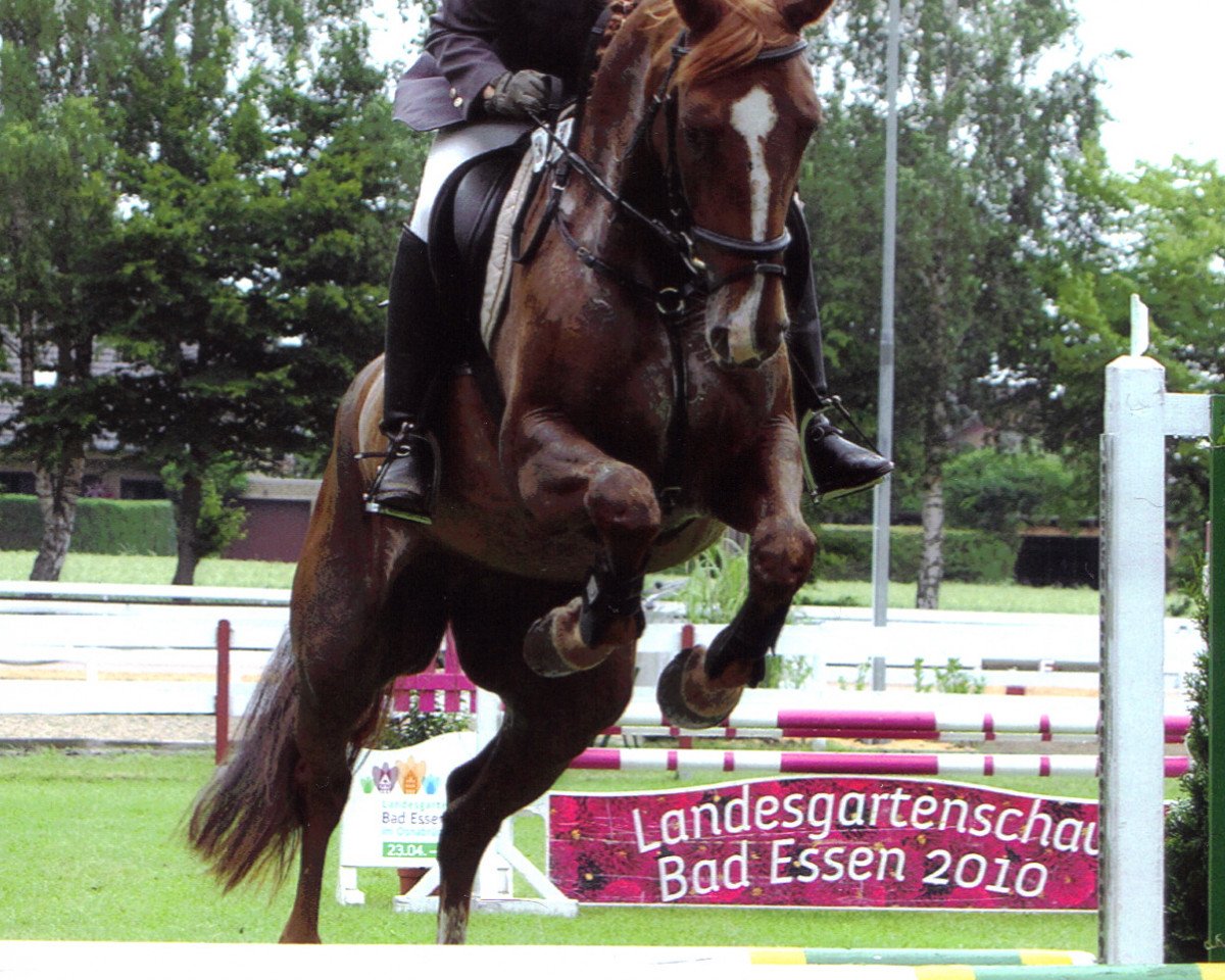 broodmare Petite Lavinia (Westphalian, 2006, from Pik Labionics)