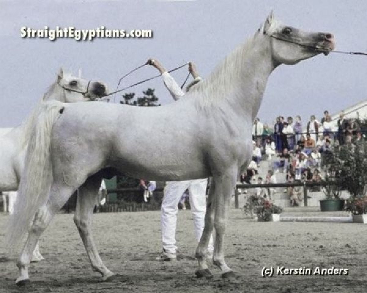 stallion Madkour I ox (Arabian purebred, 1971, from Hadban Enzahi 1952 EAO)
