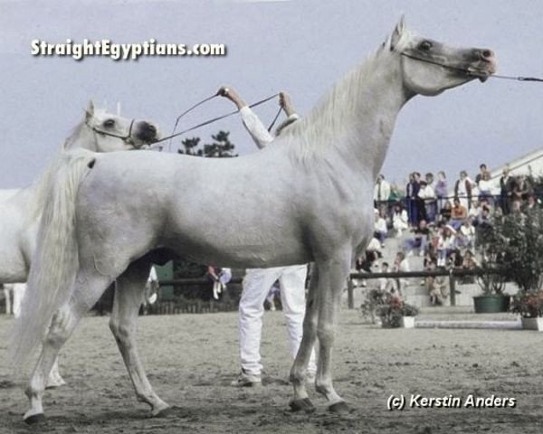 stallion Madkour I ox (Arabian thoroughbred, 1971, from Hadban Enzahi 1952 EAO)