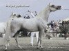 stallion Madkour I ox (Arabian thoroughbred, 1971, from Hadban Enzahi 1952 EAO)