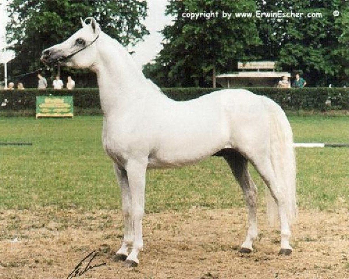 stallion Siam EAO (Arabian purebred, 1984, from Madkour I ox)