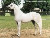 stallion Siam EAO (Arabian thoroughbred, 1984, from Madkour I ox)