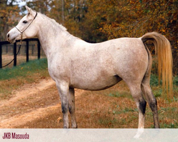 broodmare JKB Masouda EAO (Arabian thoroughbred, 1980, from Madkour 1964 EAO)