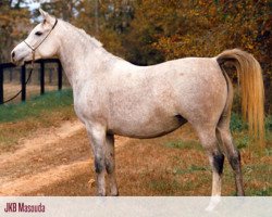 broodmare JKB Masouda EAO (Arabian thoroughbred, 1980, from Madkour 1964 EAO)