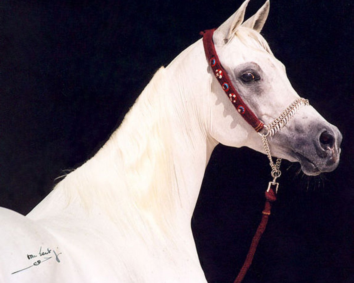 broodmare Ansata Majesta EAO (Arabian purebred, 1989, from Ansata Halim Shah ox)