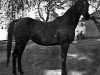 broodmare Fasiha 1937 RAS (Arabian thoroughbred, 1937, from Awad 1918 RAS)