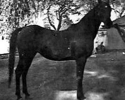 broodmare Fasiha 1937 RAS (Arabian thoroughbred, 1937, from Awad 1918 RAS)