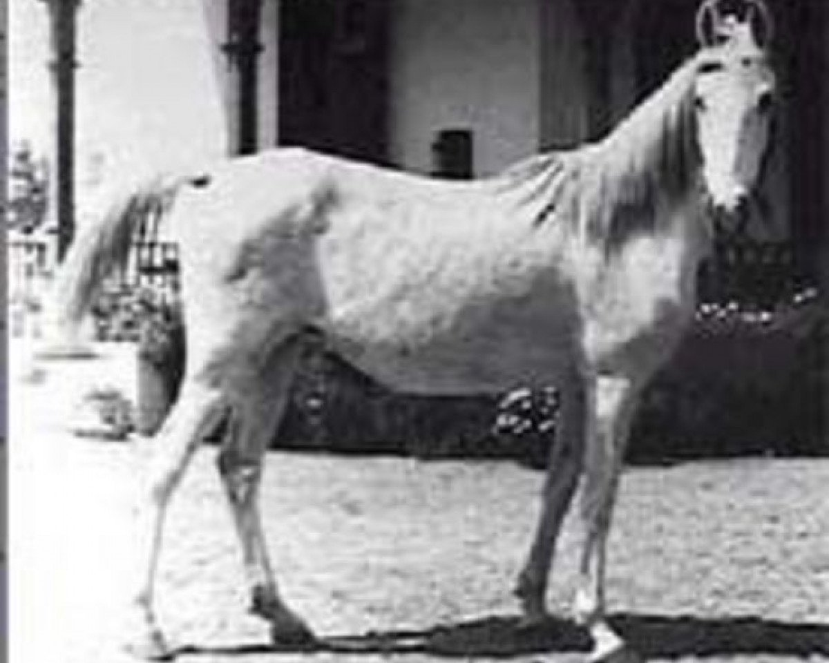 broodmare Galila RAS (Arabian purebred, 1949, from Sid Abouhom 1936 RAS)