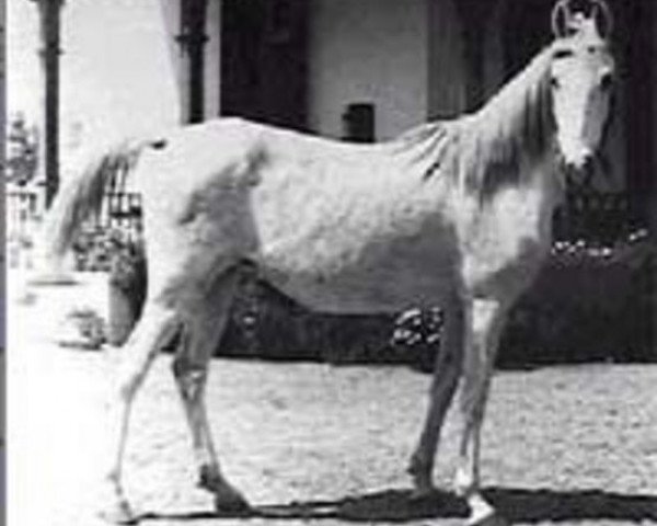broodmare Galila RAS (Arabian thoroughbred, 1949, from Sid Abouhom 1936 RAS)