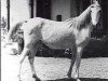 broodmare Galila RAS (Arabian thoroughbred, 1949, from Sid Abouhom 1936 RAS)