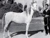 broodmare Aziza EAO (Arabian thoroughbred, 1963, from Alaa El Din 1956 EAO)