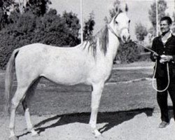 broodmare Aziza EAO (Arabian thoroughbred, 1963, from Alaa El Din 1956 EAO)