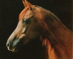 broodmare Moetazza EAO (Arabian thoroughbred, 1972, from Tuhotmos 1962 EAO)