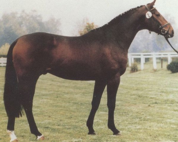 stallion Aquamarin (Hanoverian, 1985, from Augustinus xx)