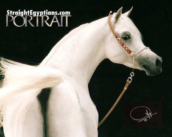 stallion Ashhal Al Rayyan EAO (Arabian thoroughbred, 1996, from Safir ox)