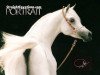 stallion Ashhal Al Rayyan EAO (Arabian thoroughbred, 1996, from Safir ox)