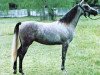 broodmare Mohema EAO (Arabian thoroughbred, 1977, from Kaisoon 1958 EAO)