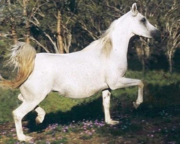 broodmare Simeon Sima EAO (Arabian thoroughbred, 1988, from Asfour 1984 EAO)