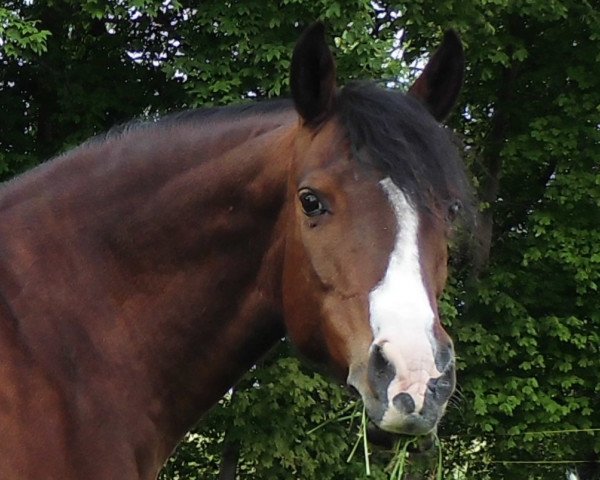 Zuchtstute Princess (Deutsches Reitpony, 1996, von Principal Boy)