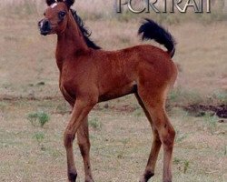 broodmare Kru Shaa ox (Arabian thoroughbred, 2004, from Stavs Kru Sayd ox)