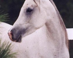 broodmare Noble Imdalia EAO (Arabian thoroughbred, 1994, from Imperial Imdal 1982 EAO)