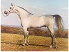 stallion Ansata Halim Bey ox (Arabian thoroughbred, 1976, from Ansata Ibn Halima 1958 EAO)