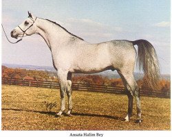 stallion Ansata Halim Bey ox (Arabian thoroughbred, 1976, from Ansata Ibn Halima 1958 EAO)