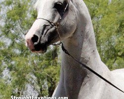 stallion Asami Ruuh EAO (Arabian thoroughbred, 1999, from Hadaya El Tareef EAO)