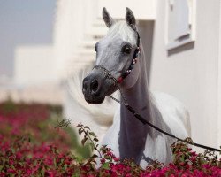 broodmare Halima Al Shaqab ox (Arabian thoroughbred, 1994, from Ansata Manasseh ox)