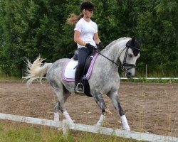 horse Farina (German Riding Pony, 2003, from Van Veen)