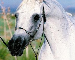 stallion Ansata Manasseh ox (Arabian thoroughbred, 1989, from Ansata Halim Shah ox)