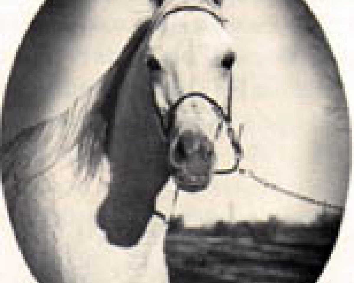 broodmare Ansata Bint Misuna EAO (Arabian purebred, 1957, from Nazeer 1934 RAS)