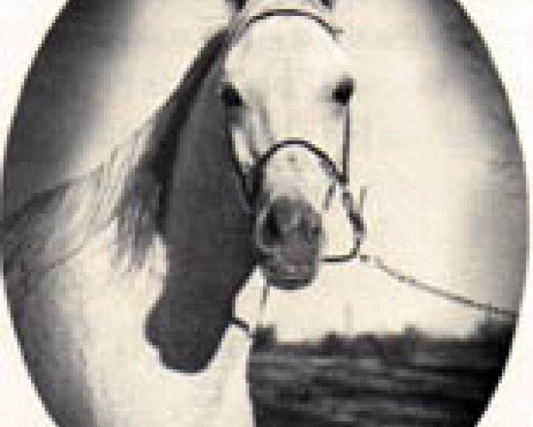broodmare Ansata Bint Misuna EAO (Arabian thoroughbred, 1957, from Nazeer 1934 RAS)
