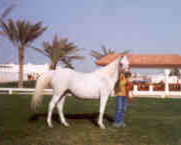 broodmare Ansata Sudarra EAO (Arabian thoroughbred, 1982, from Ansata Abu Sudan ox)