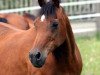 broodmare Ansata Aya Halima ox (Arabian thoroughbred, 1980, from Ansata Ibn Halima 1958 EAO)